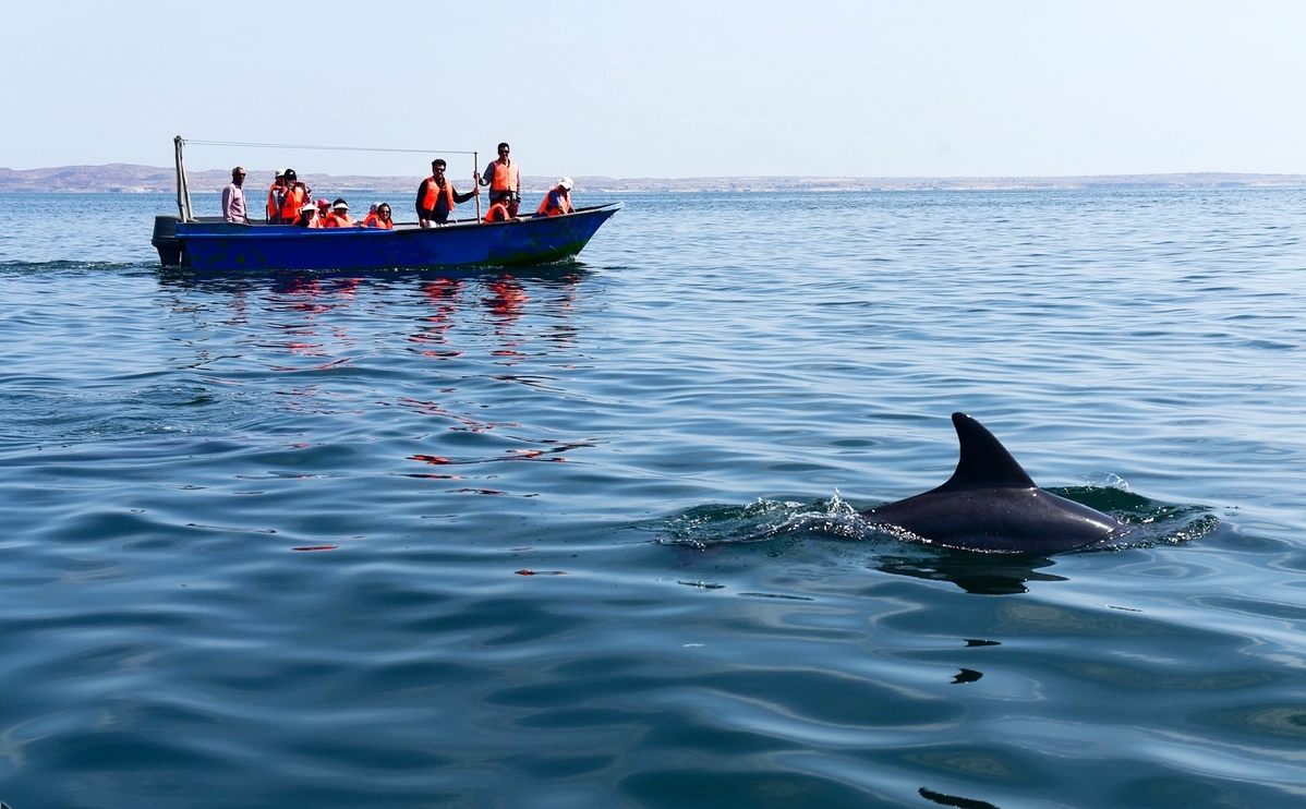مشاهد رائعة لظهور الدلافين في جزيرة هنجام جنوب إيران