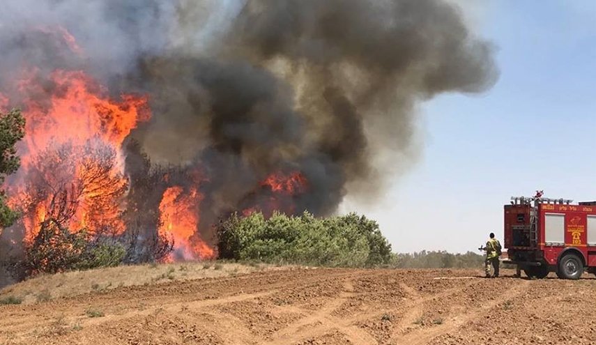 المستوطنون يحرقون 1000 شجرة زيتون في نابلس
