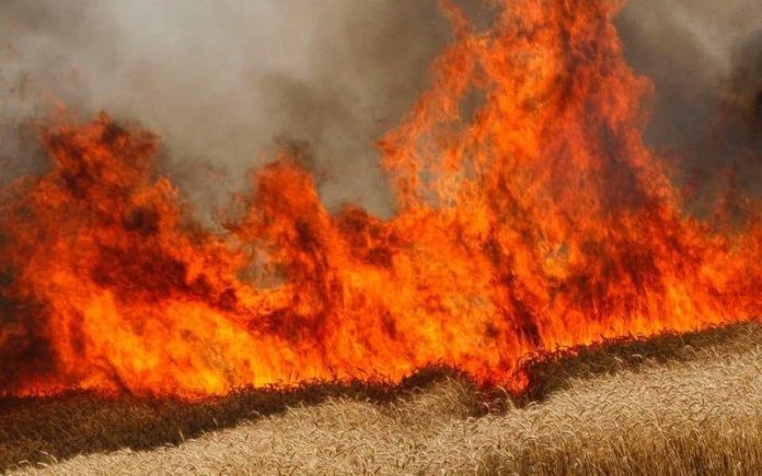 الكشف عن آخر احصائية بحرائق مزارع الحنطة في العراق