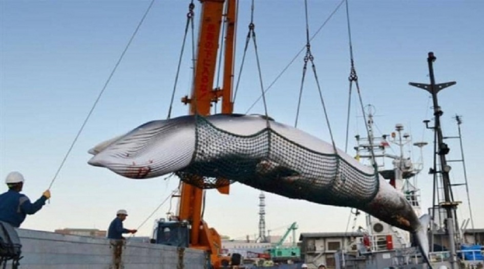 بعد 30 عام .. اليابانيون يعودون لاصطياد الحيتان