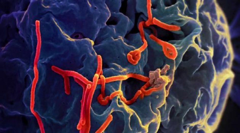 "الصحة العالمية" تعلن حالة الطوارئ بعد تفشي الإيبولا بالكونغو الديمقراطية 