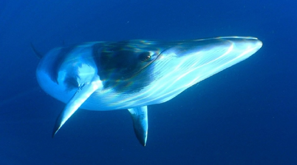 صورة مذهلة لحوت يبتلع أسد البحر دفعة واحدة
