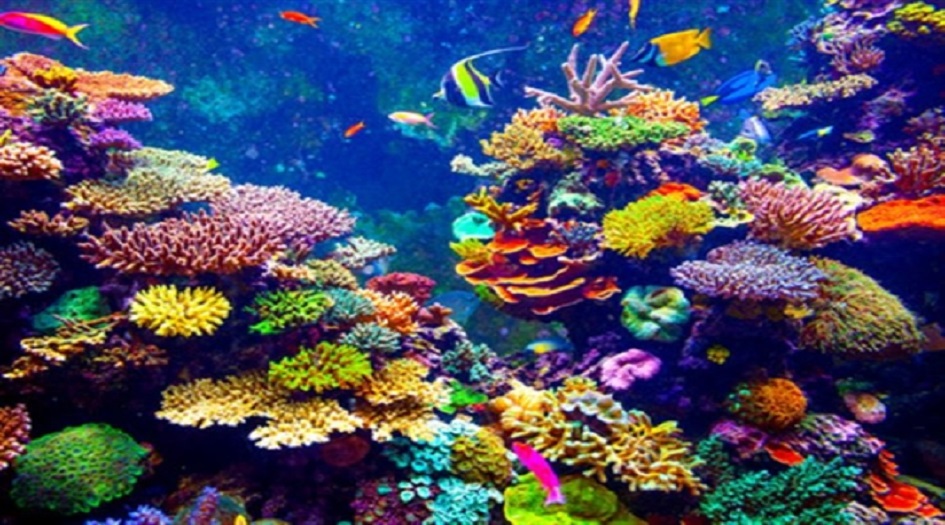 موجات الحر تنذر بكارثة للشعب المرجانية