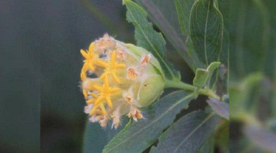 باحثون يكتشفون نبتة تحارب السمنة "لا تخطر على البال"