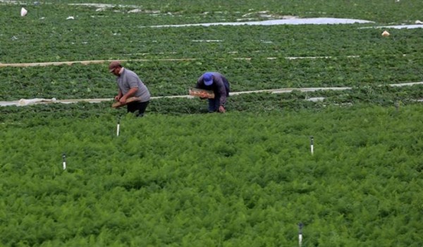الاحتلال يمنع الفلسطينيين من تصدير منتجاتهم الزراعية الى الخارج