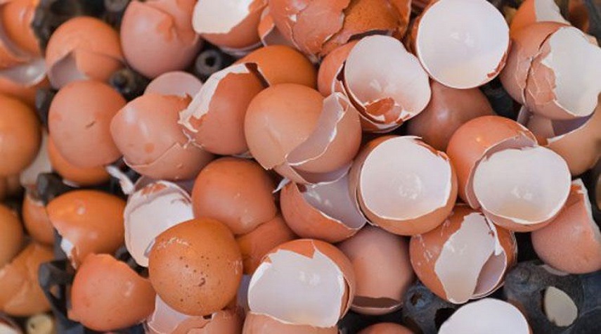کاربرد‌های جالب پوست تخم مرغ که نمی‌دانید 