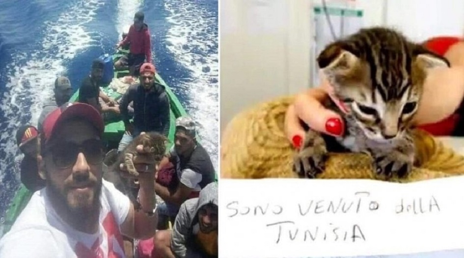 شاهد بالصور .. قطة تونسية تنجح في الهجرة إلى إيطاليا!