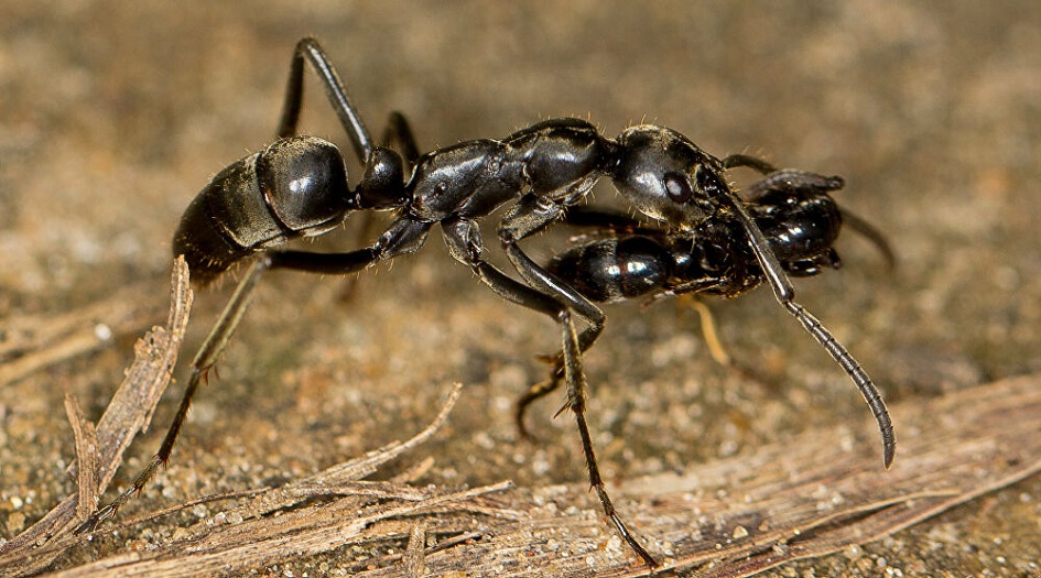 نمل 3 طرق بسيطة للتخلص من هجوم النمل في الصيف