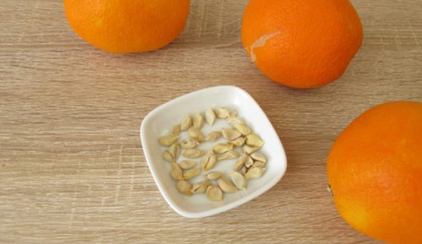 فوائد لاتصدق لبذور البرتقال للجسم والصحة