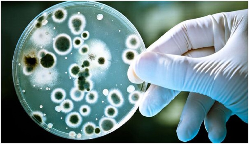 باحثون ايرانيون يبتكرون جهاز تشخيص البكتريا المسببة للامراض