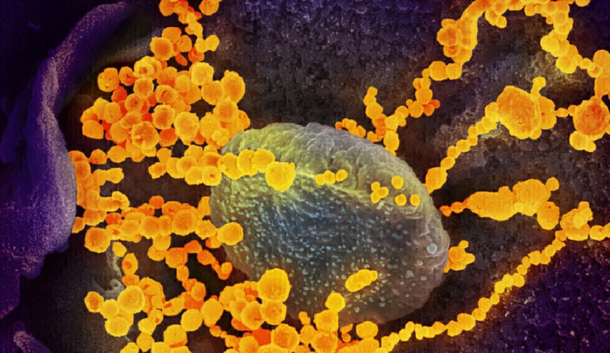 دراسة علمية تكشف عن سلاح محتمل ضد فيروس كورونا من أصل طبيعي