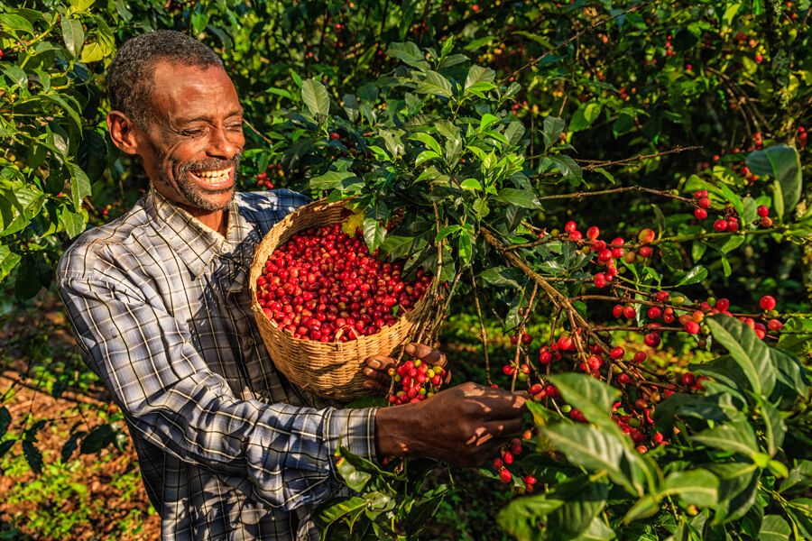تولید و فرآوری قهوه یمنی چگونه است؟