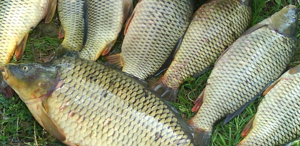 پرورش ماهی کپور در شالیزارهای برنج +عکس