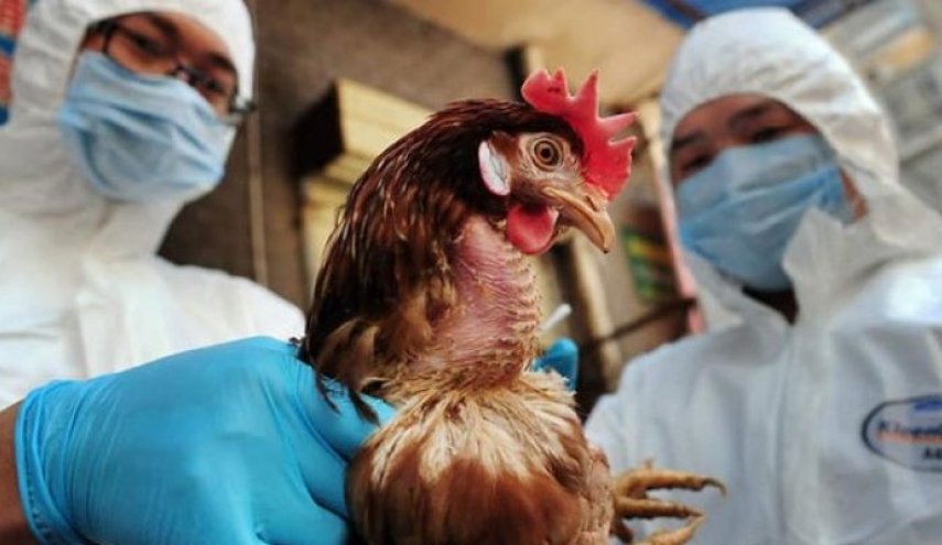 بؤرة جديدة لــ"فيروس H5N8" تجتاح شمال بريطانيا