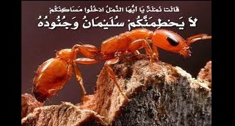فضیلت و برکات سوره النمل