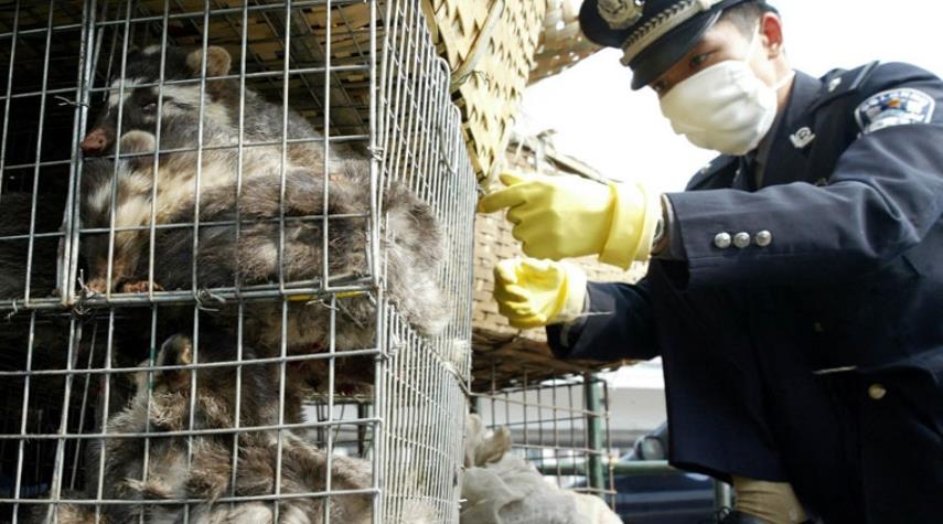 الصحة العالمية تربط ظهور كورونا بتجارة الحيوانات في الصين