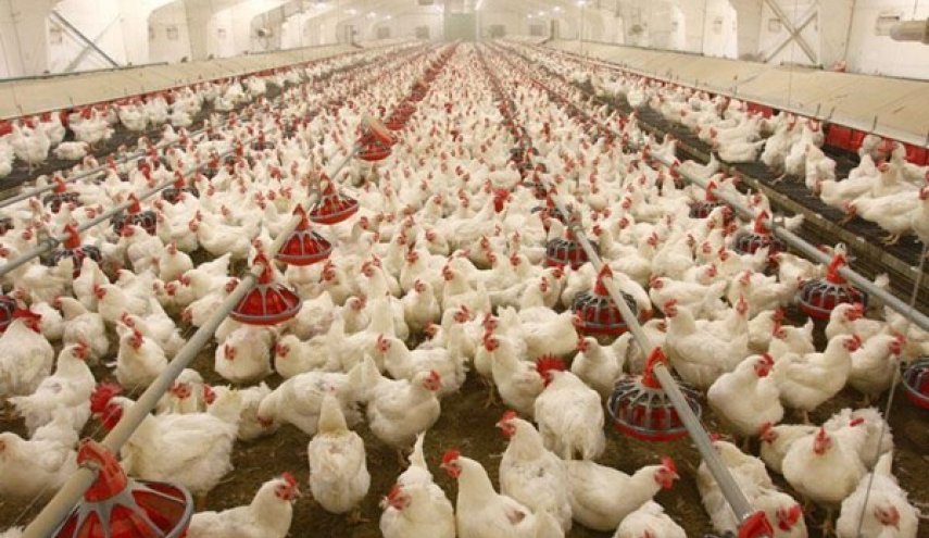 انتاج ايران من لحم الدجاج يتجاوز الـ"مليونين و600 ألف طن سنويا