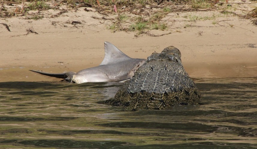 تصاویری خارق العاده از شکار کوسه توسط تمساح +عکس
