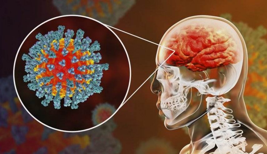 "هدف جديد" في جسم الإنسان.. كيف يصل فيروس كورونا إلى الدماغ؟