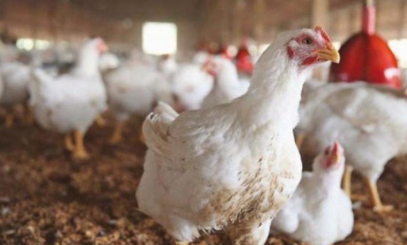 الزراعة العراقية تكشف سبب انتشار انفلونزا الطيور