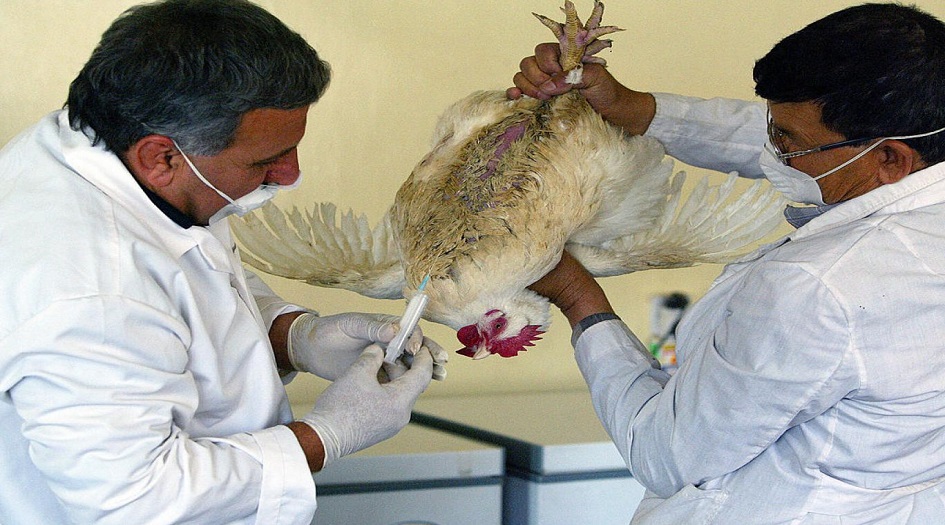 العراق... الصحة توضح حقيقة اصابة مواطن بمرض انفلونزا الطيور في محافظة البصرة