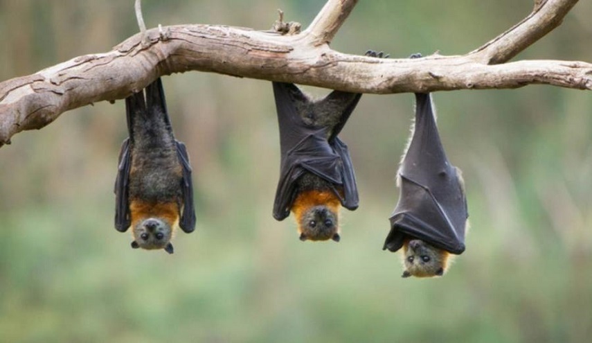 دراسة تكشف عن تفشي واحد من أخطر فيروسات العالم بين الخفافيش
