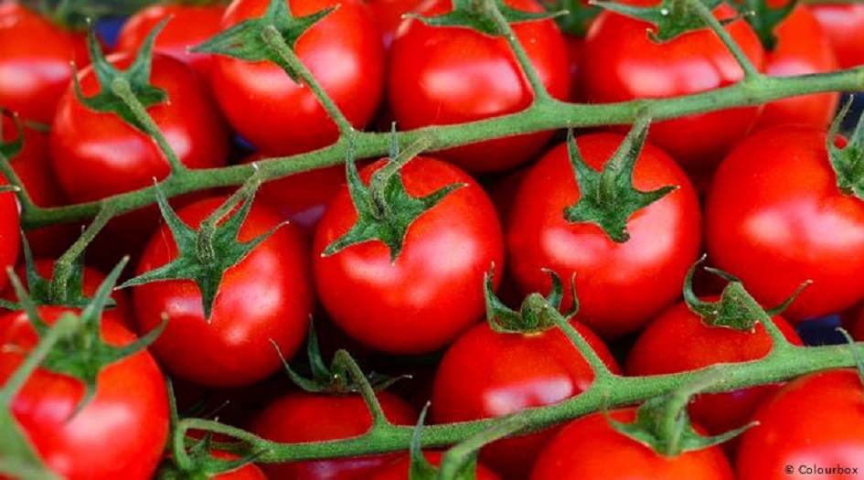 دراسة تثبت فاعلية الطماطم في الحماية من أخطر ما يصيب المخ