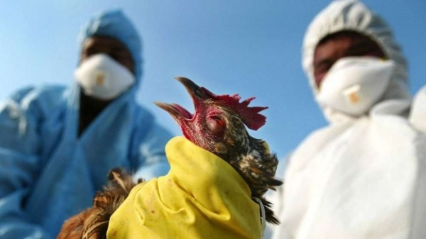 الهند تسجل اول وفاة بانفلونزا الطيور.. تعرف على تفاصيلها