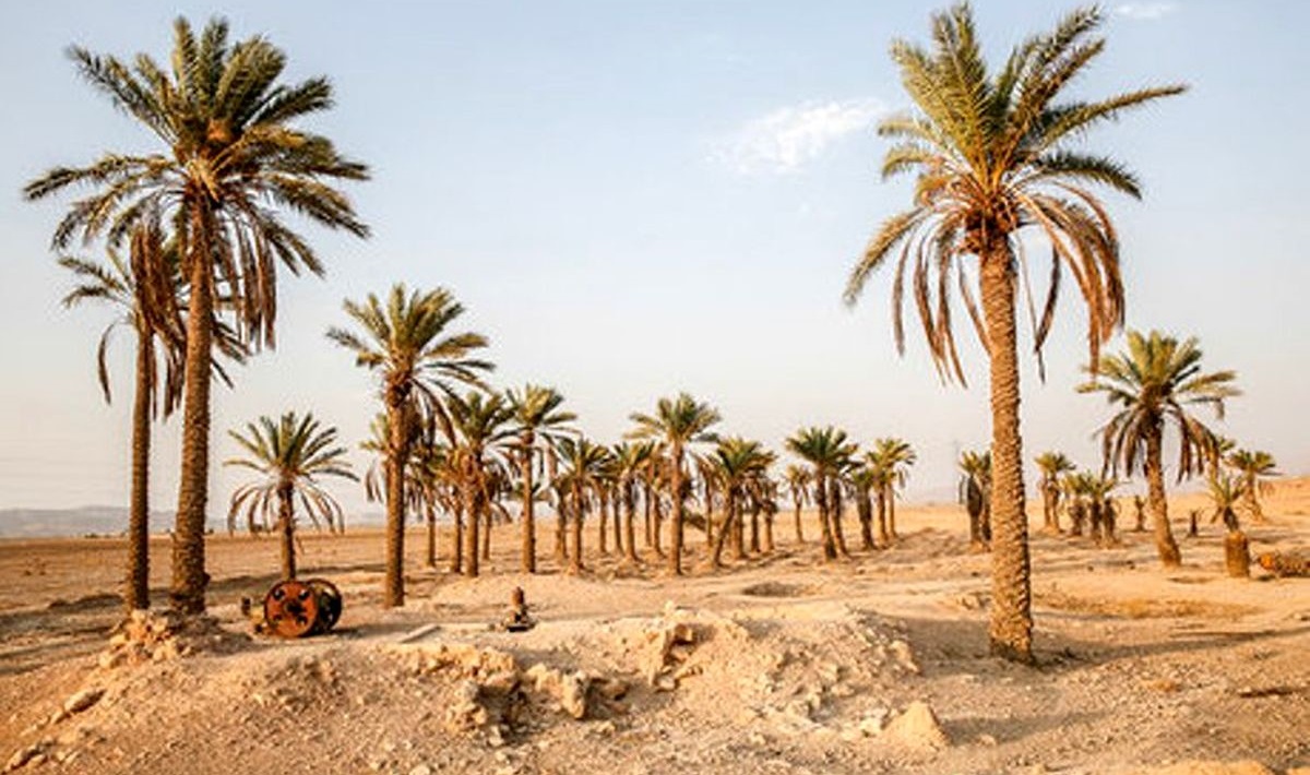 اختصاص بودجه برای جلوگیری از خشک شدن نخلستان‌های خوزستان