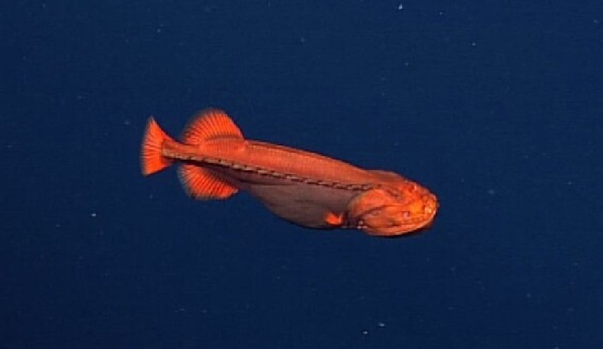 اكتشاف سمكة غامضة حيرت العلماء في أعماق المحيط