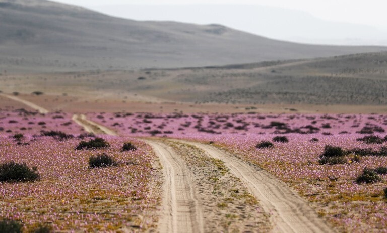 رویش شکوفه‌های ارغوانی در یکی از خشک‌ترین بیابان‌های جهان +تصاویر