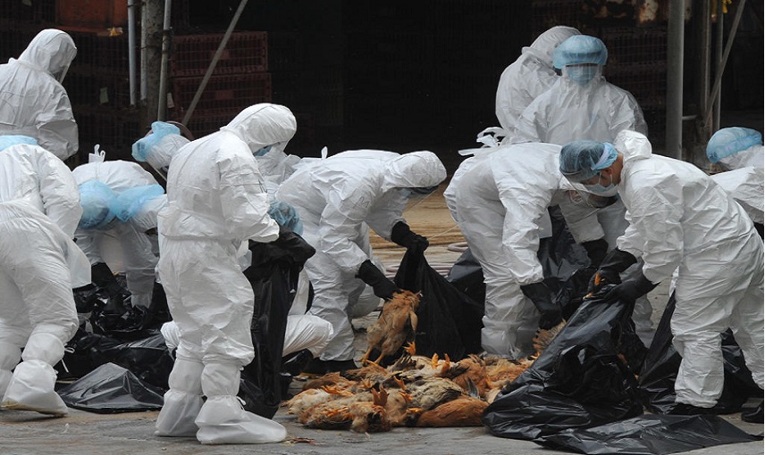 الكشف عن بؤرة جديدة لإنفلونزا الطيور شديدة العدوى باليابان 