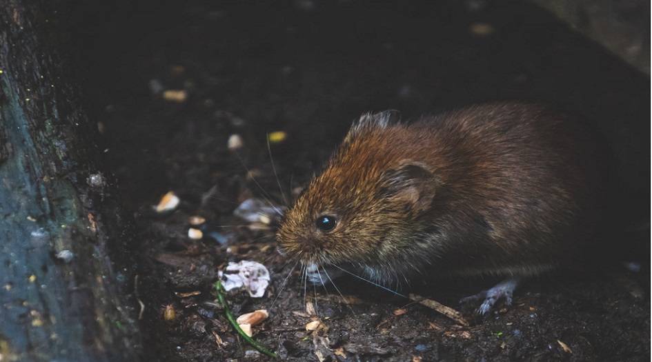 دراسة تحذر: فيروس كورونا التاجي قد يأتي من الفئران