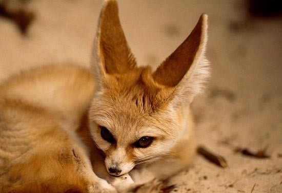 مشاهده زیباترین روباه ایران