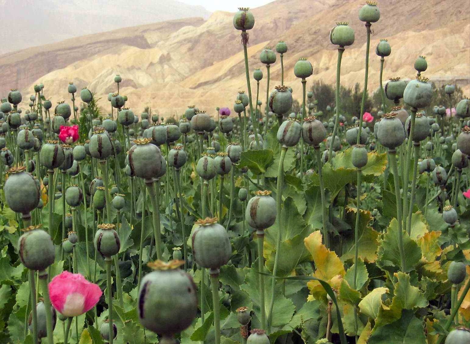 تاکید طالبان بر جلوگیری از تولید مواد مخدر در افغانستان