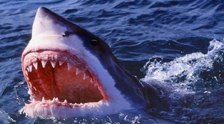 مفاجأة علمية.. القرش يقتل كورونا ومتحوراته