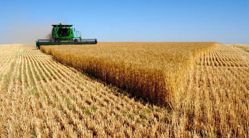 أوكرانيا تصدر القمح إلى أوروبا رغم نقص الحبوب لديها